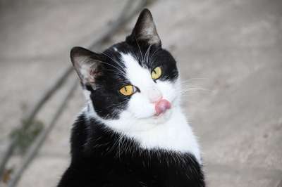 猫 猫科动物 动物 猫看 家畜 肖像 黑色白色 黄眼睛