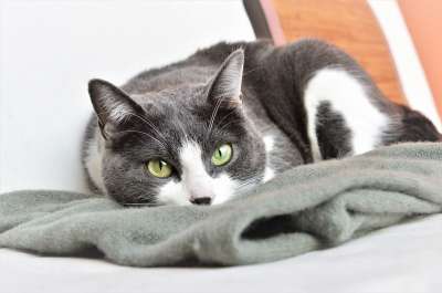 可爱的 动物 宠物 猫咪 小猫 眼睛 侦探小说 灰色的 白色的