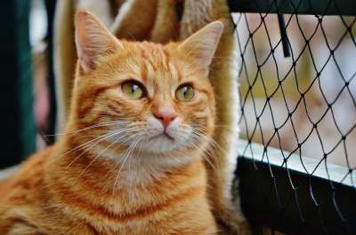 猫 宿醉 红色的 可爱的 鲭鱼 老虎 舒适 动物 家猫 毛皮