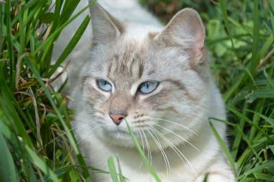 猫 猫科动物 动物 家畜 草药 胡子