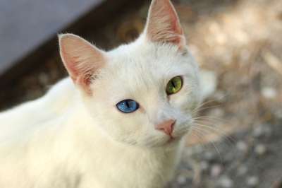 猫 宠物 异色症 动物 眼睛 国内的 猫科动物 哺乳动物 胡须