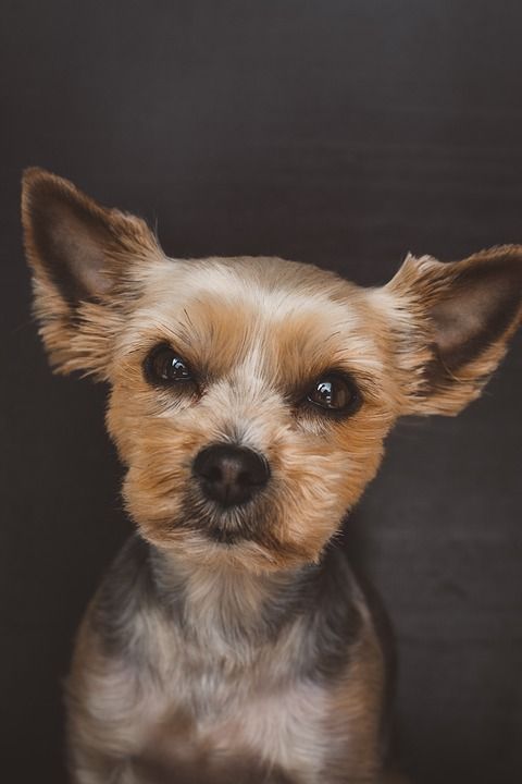 狗 家畜 小的 Yorki 梗犬 可爱的 动物 动物肖像