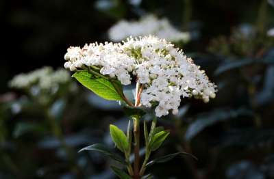 珊瑚Tinus 雪球 Bloemscherm 白色的 雄蕊 灌木