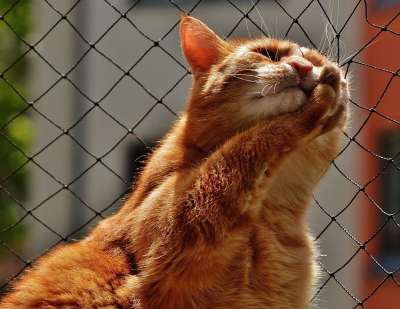 猫 脸 关闭 看法 眼睛 肖像 野生动物 动物 脸猫