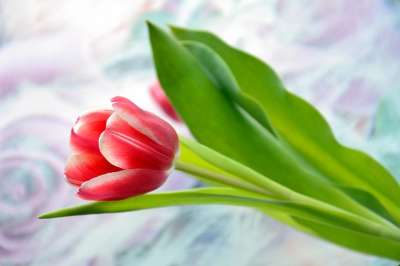郁金香 假期 花 春天 红色的 花瓣 树叶 绿色 盛开 背景