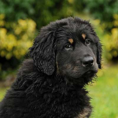 Akbash 狗 牧群保护犬 幼兽 小狗 动物肖像 自然 湿的