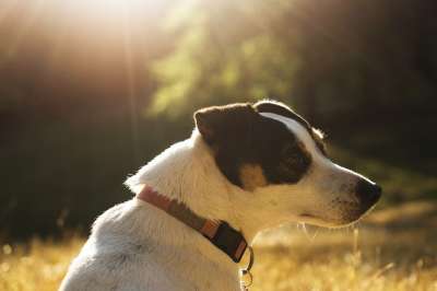 杰克罗素 狗 可爱 梗犬 杰克 罗素 犬类 枪口 种族 动物