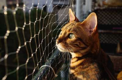 孟加拉 猫咪 阳光灿烂 猫咪 猫咪 猫咪 猫咪 猫咪