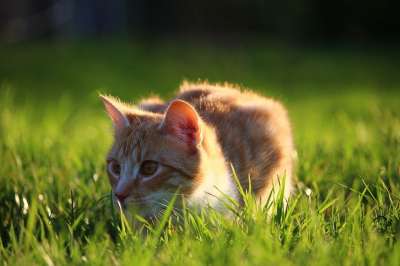 猫 小猫 红虎斑 红猫 年轻的猫 家猫 猫宝宝 草