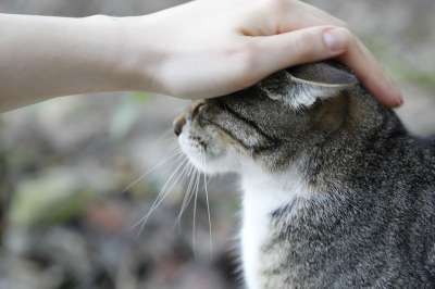 猫 动物 动物肖像 关 街 猫咪 羽毛