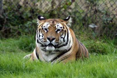 老虎 动物 动物园 野生动物 哺乳动物 大猫 捕食者 危险的