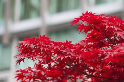 秋天的树叶 秋季 红色 树 叶子 叶 大自然 景观 汉城 植物