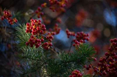 苦乐参半 植物 藤蔓 浆果 装饰 森林 花园 圣诞节 花圈