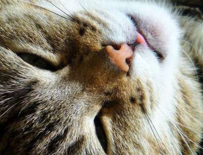 猫 猫脸 关闭 困了 家猫 猫眼 家畜 Katzenkopf