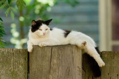 猫 村 纵向 动物 懒惰 夏天