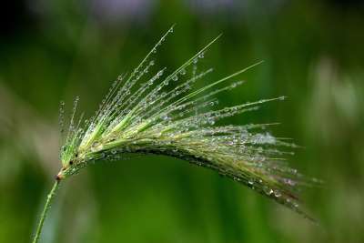 穗 滴 露 绿色 植物