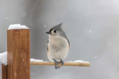 Tufted Titmouse 鸟 木头 雪 坐 动物 鸣鸟 羽毛