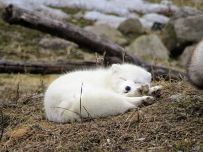 狐狸 北极 动物 自然 野生动物 哺乳动物 雪 户外 捕食者