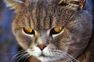 猫 英国 蓝色的 自制 宠物 比赛 黄色 眼睛 猫科动物 毛皮