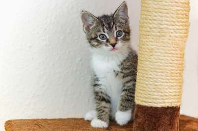 宿醉 小的 鲭鱼 小猫 家猫 家畜 可爱的 猫 猫宝宝 猫脸