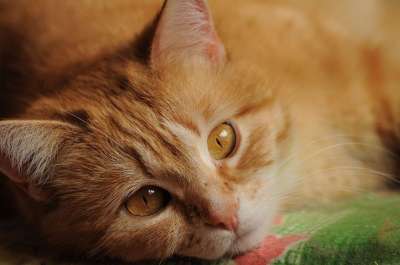猫 谎言 生姜 度假 漂亮 眼睛 黄色 首页 亲爱的