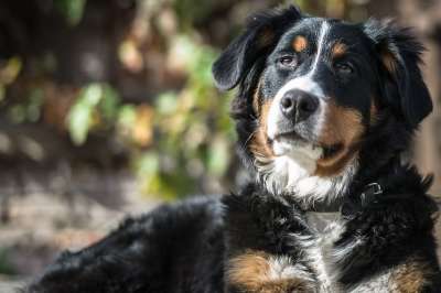 可爱的 动物 犬类 特写 狗 国内的 眼睛 毛皮 草 警卫