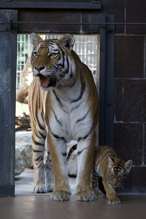 老虎 幼兽 动物园 年轻的动物 动物 哺乳动物 大猫 野生动物