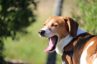 比格犬 打哈欠 懒惰的 疲劳的 爱 狗 动物 可爱的 宠物