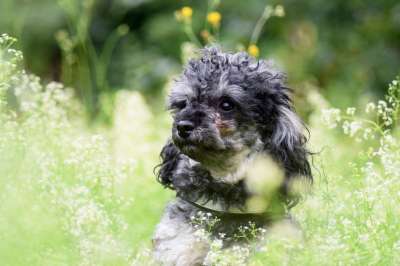 迷你贵宾犬 狗 贵宾犬 绿色 自然 可爱的 小的 夏天