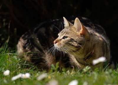 高清壁纸 猫 小猫 躺在 肖像 打猎 富有表现力的 表达式 动物