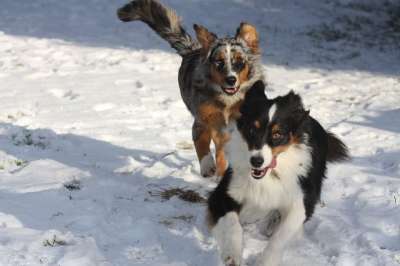 小狗 澳大利亚牧羊犬 牧羊犬 狗在雪地里 玩狗 宠物 狗在冬天
