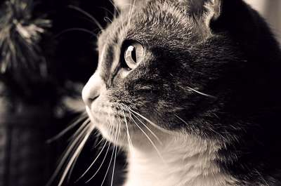 猫 可爱的 黑和白 宠物 小猫 爱