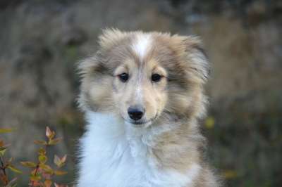 小狗 狗 动物 可爱 家畜 设得兰群岛牧羊犬 动物公司 犬类