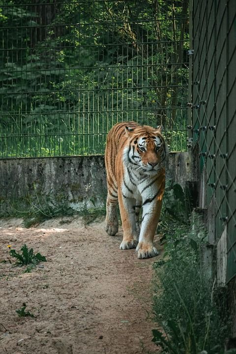 老虎 动物 动物园 大猫 条纹 猫科动物 哺乳动物 自然