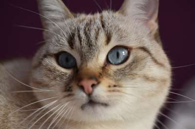 猫 动物 蓝眼睛 毛皮 肖像
