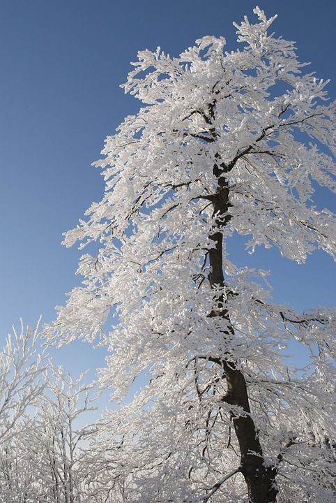 树 冬天 雪 自然 白色的 下雪的 在冬季