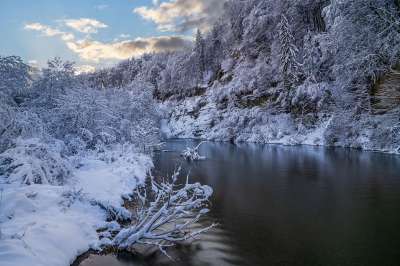 树木 湖 冬天 雪 河 自然 托赛格 瑞士 景观