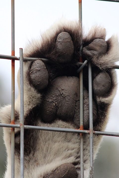 老虎 爪子 猫 动物 捕食者 爪 毛皮 危险的