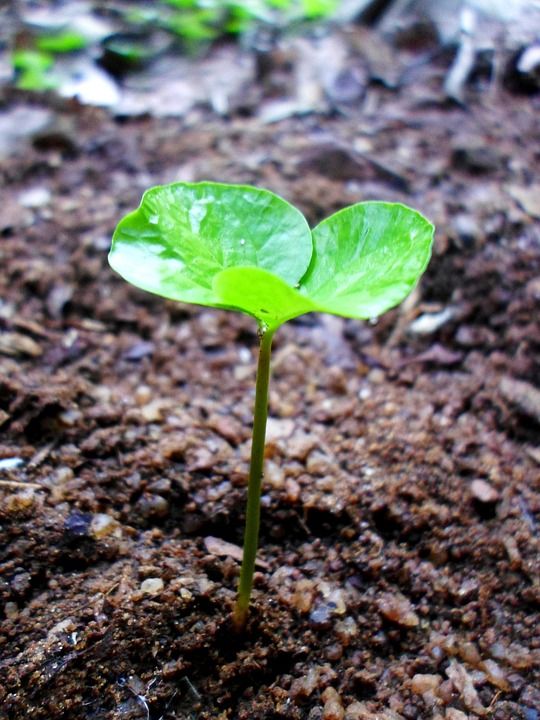 发芽 叶子 生长 滴植物叶子 水 植物 有天赋的人 有机的