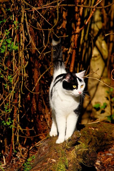 猫 女性 春天 花园 猫眼 肖像 猫脸 可爱的 细心 家猫