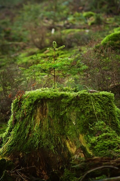 树 森林 枞树 苔藓 自然 生活 新生活 森林小径 景观 绿色