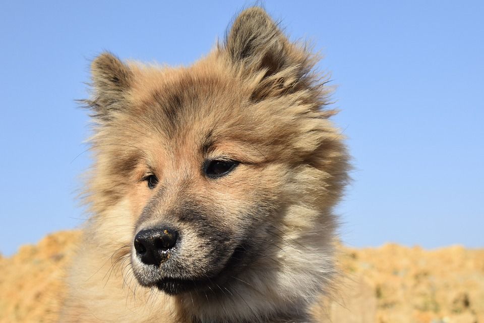 狗, 宠物, 年轻女亚人, 田园诗般的欧亚大陆, 女性更轻松, 犬类, 肖像