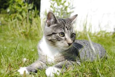 猫 挪威 可爱猫咪 宠物 外部