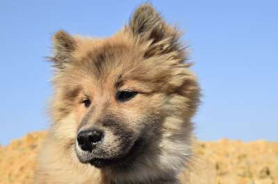 狗 宠物 年轻女性欧亚人 田园诗般的欧亚大陆 女性更轻松 犬类 肖像