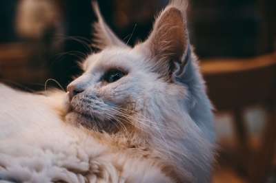 猫 动物 宠物 优质的 蓝眼睛 肖像