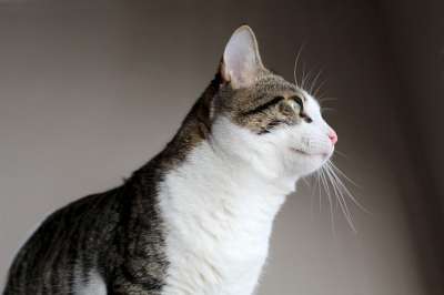 猫 老虎着色 白色的皮毛 美丽的 Pat 肖像 冷静 绿眼睛