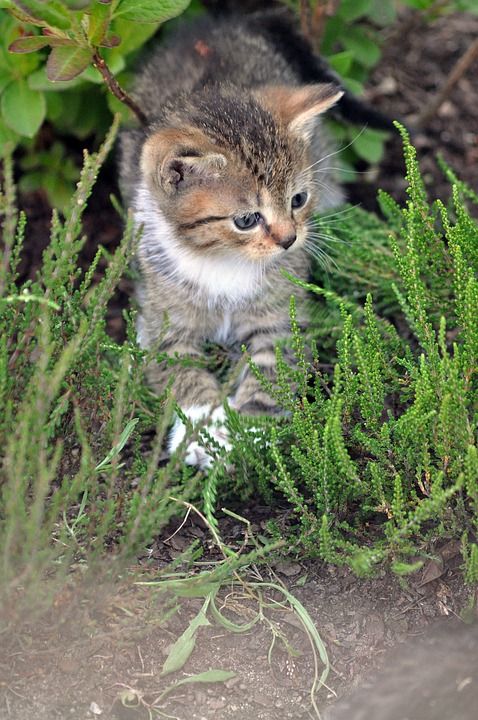 猫 小猫 户外 迷路 哺乳动物 动物 自然 猫科动物 花园