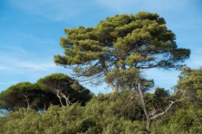 松树 森林 天堂 蓝色的 树 Maremma 意大利