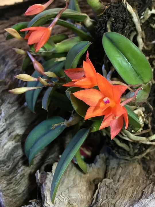 兰花 橙花瓣 财产 工厂的空气 橘子花 绿色的树叶 植物 绿色
