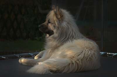 狗 Eurasier 蹦床 动物 哺乳动物 纯种狗 后院